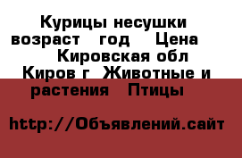 Курицы-несушки, возраст 1 год. › Цена ­ 250 - Кировская обл., Киров г. Животные и растения » Птицы   